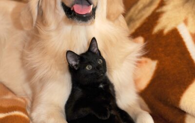 dog and cat, ritriver and the cat, golden ritriver and vorderman dark-2908810.jpg